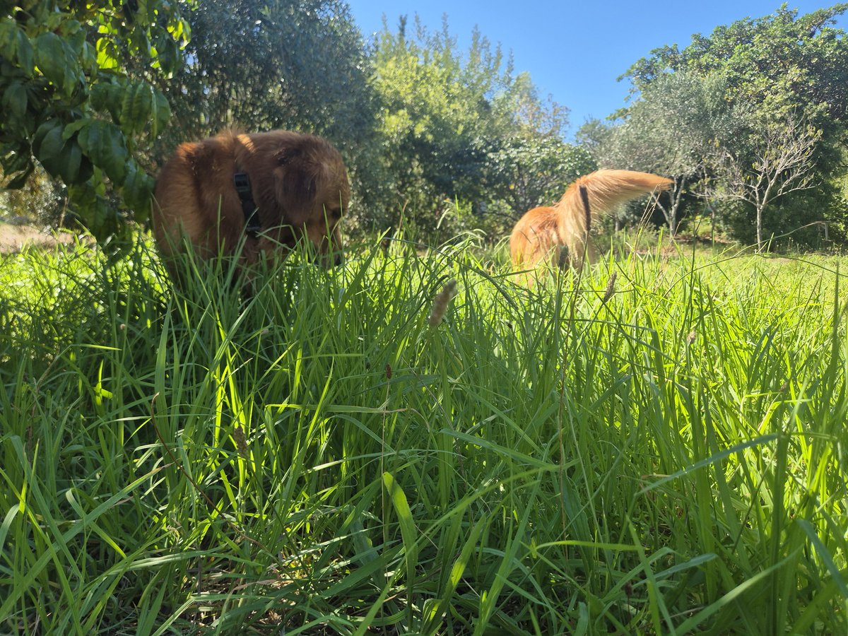 vuurtoring tweet media