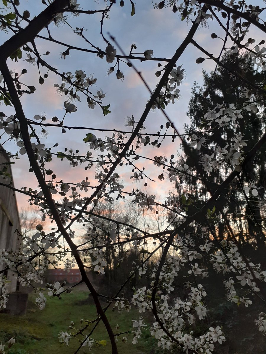 Arcticfox 🍃💚🍃🦎🦇🦎🦇 tweet media