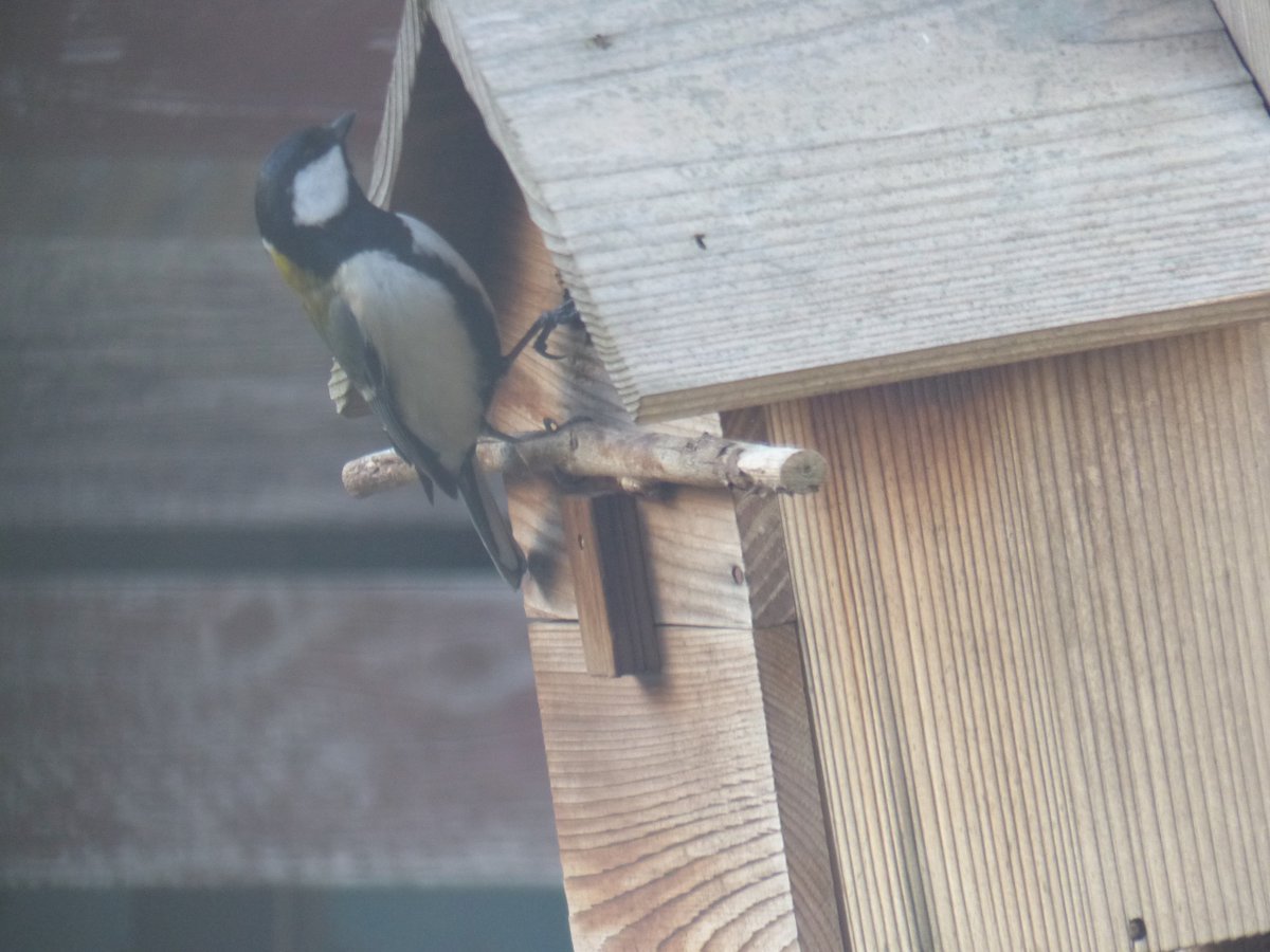 庭に来る小鳥たちに餌をあげるのは啓蟄まで。しかしシジュウカラは餌がなくてもやってくる。巣箱があるから物件内覧にやってきます。今年もまた雛の巣立ちを見れるといいな。感動的なので。毎回1年生になった息子の初登校で校門100m手前で「あとは一人で歩いていきな」と言った時のことを思い出す。