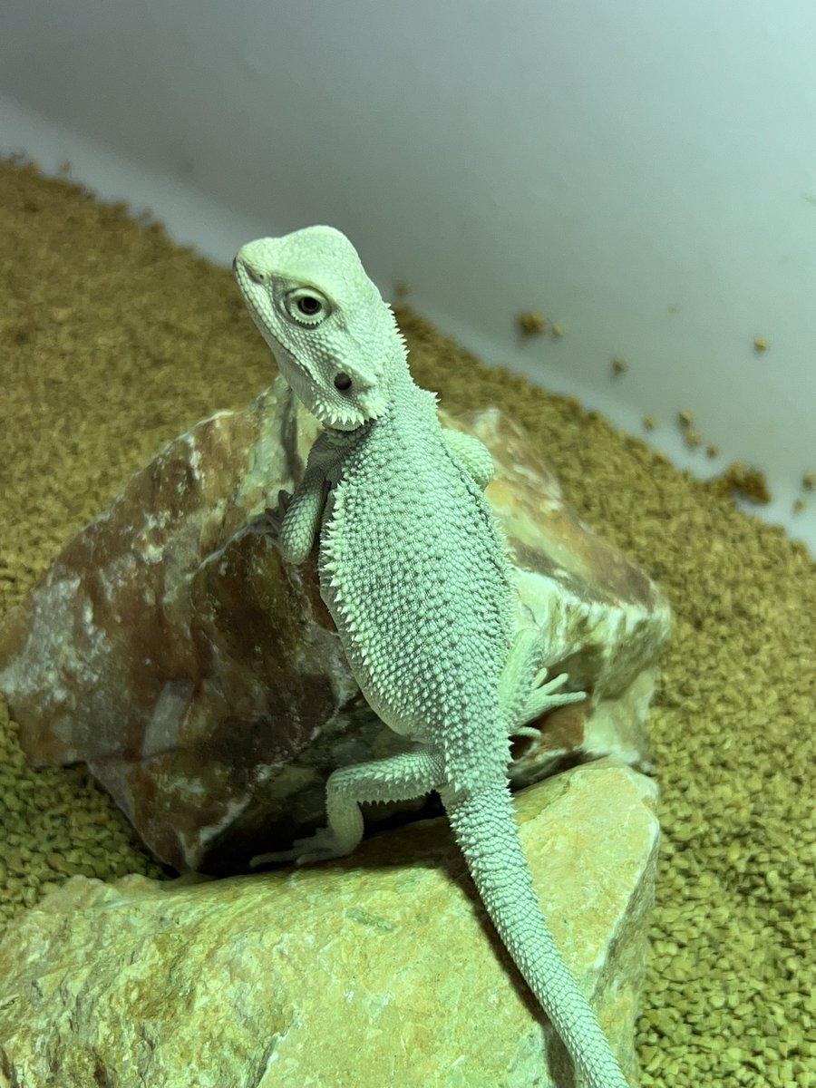 ows1326941's tweet photo. EXOTIC REPTILE EXPO
真っ白の子をお迎え🦎

ハイポゼロ

@reptile_pegasusさんにて

#フトアゴ
#フトアゴヒゲトカゲ
#ハイポゼロ https://t.co/W5yJlrhEFM