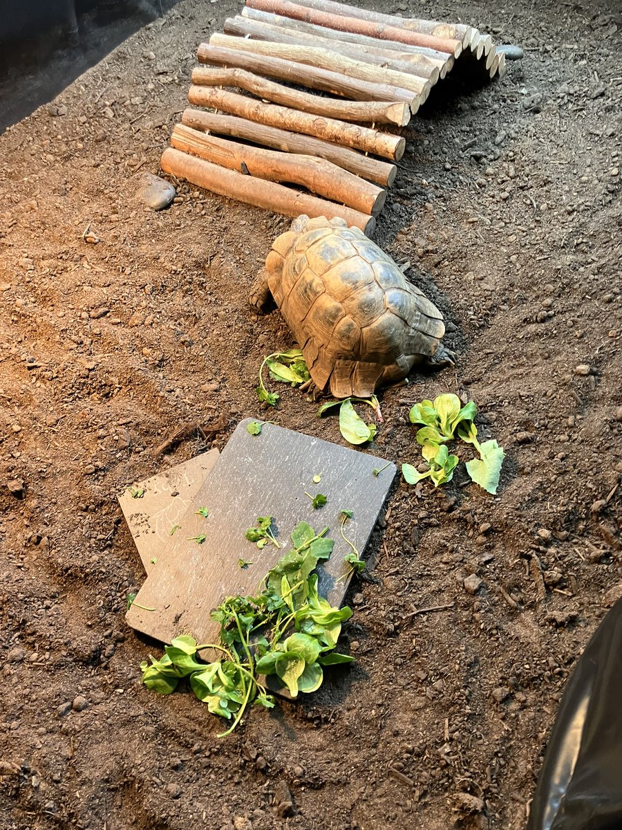 Prince Toby the Tortoise tweet media