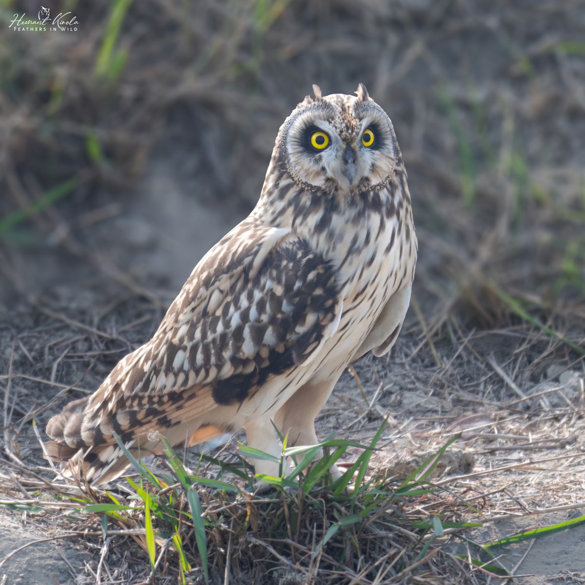 Feathers in Wild_Hemant Kirola tweet media