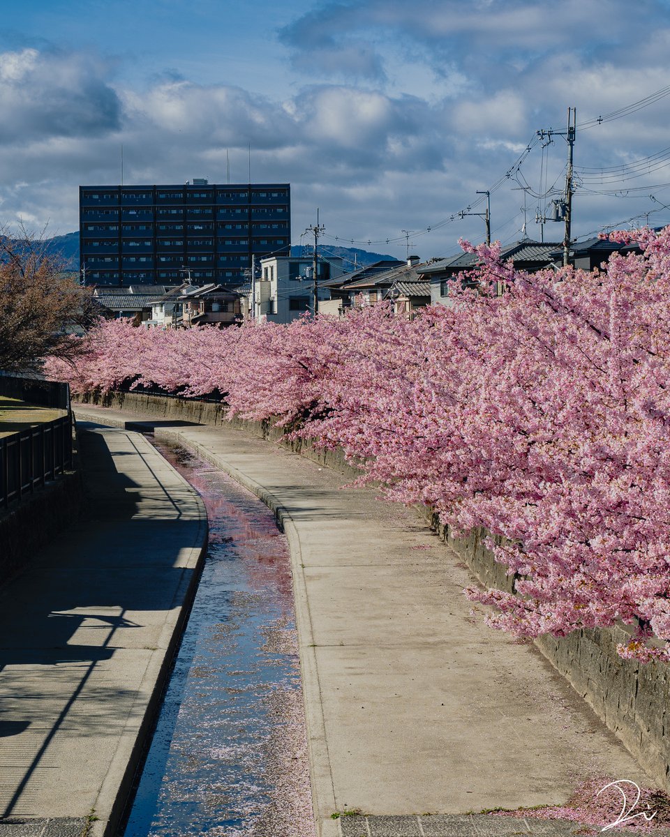 稲田大樹 / Daiki Inada tweet media