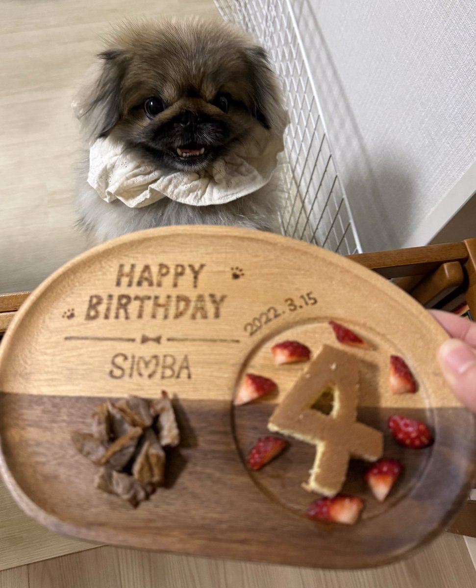 ペキニーズのSIMBA🦁祝🎈4歳✨ tweet media