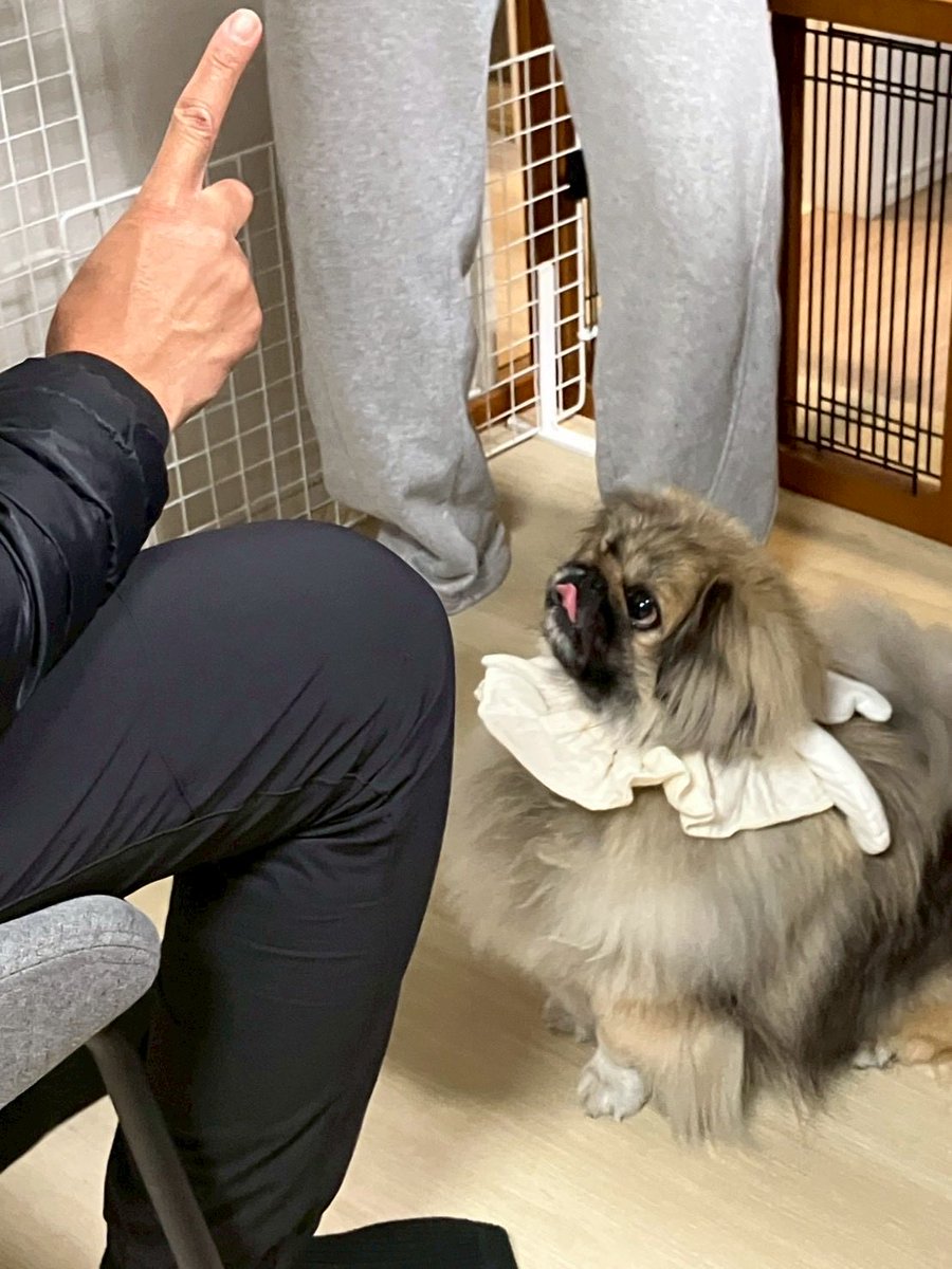 ペキニーズのSIMBA🦁祝🎈4歳✨ tweet media