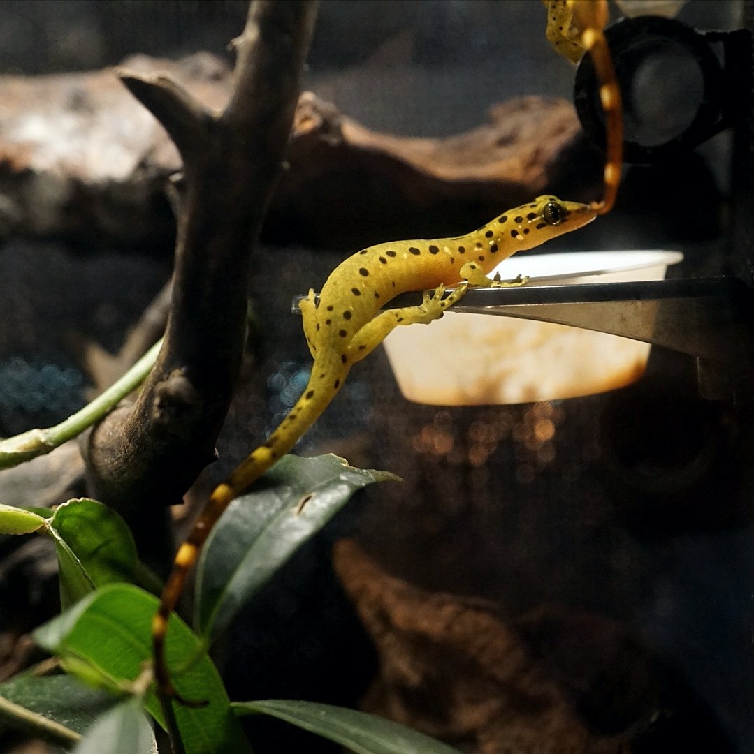 ブルーゲッコーラボ tweet media