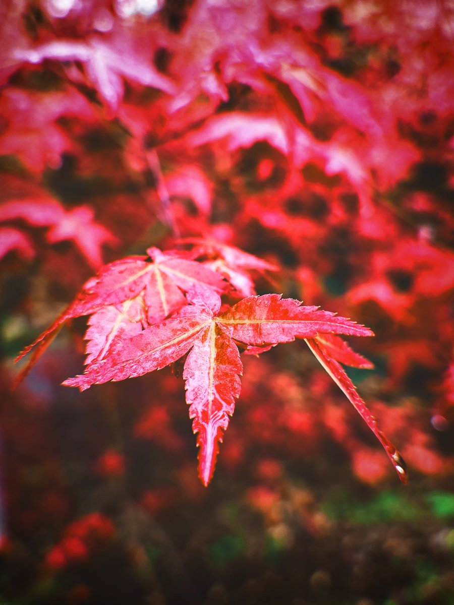 西山红叶，流丹似火
​
​＃爱生活·爱南充