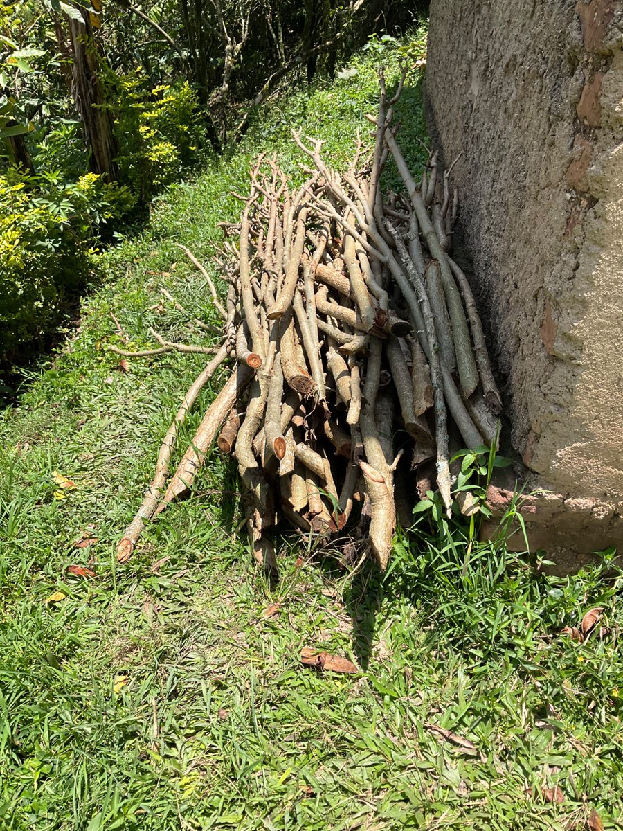 Tom’s Green Coffee tweet media