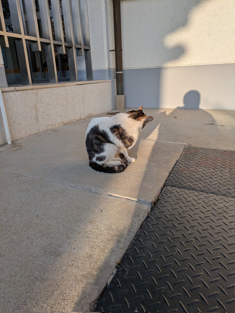 サキサミ tweet media