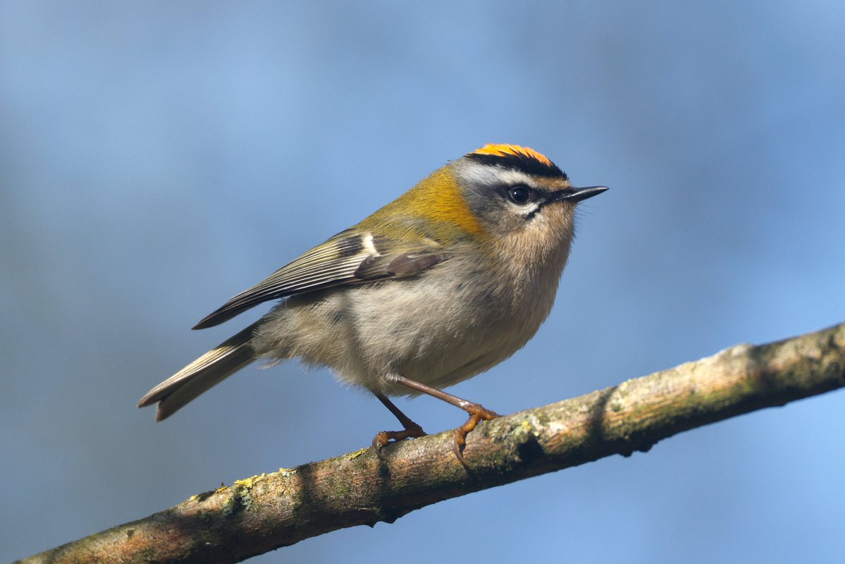 Shaun Ferguson 🇿🇦🇬🇧🏴󠁧󠁢󠁳󠁣󠁴󠁿 tweet media