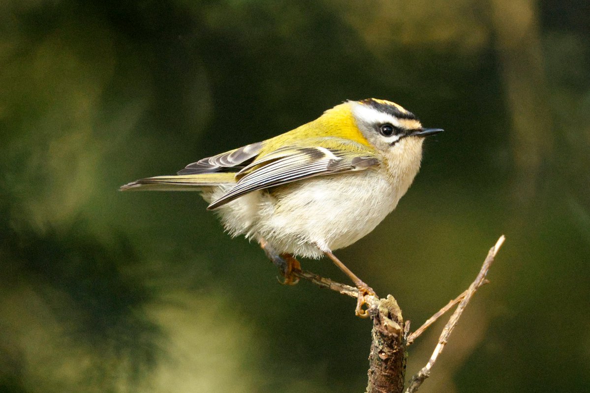 Shaun Ferguson 🇿🇦🇬🇧🏴󠁧󠁢󠁳󠁣󠁴󠁿 tweet media