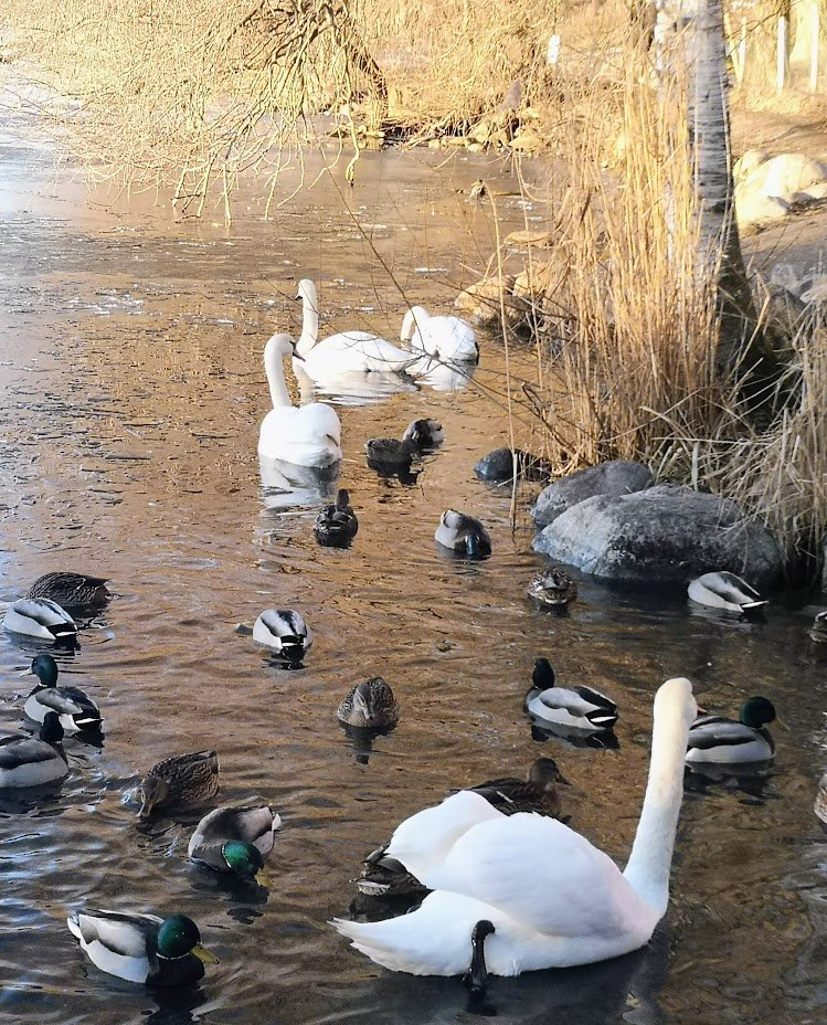 strom_tuula's tweet image. Sunday mood
#SwanDay