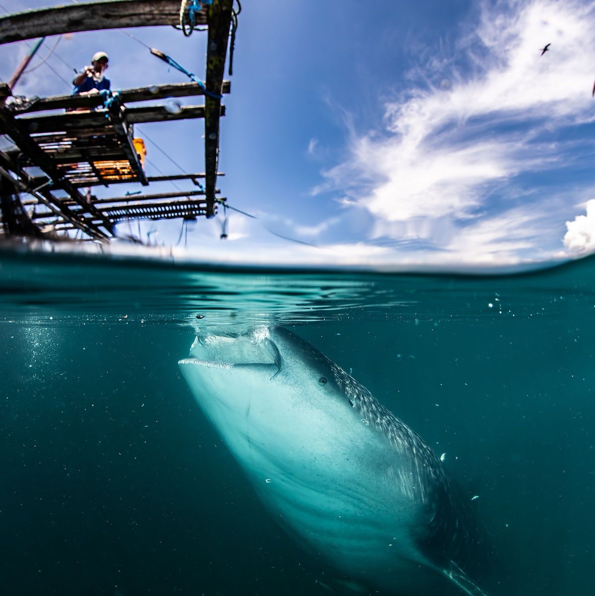 Coralbound tweet media