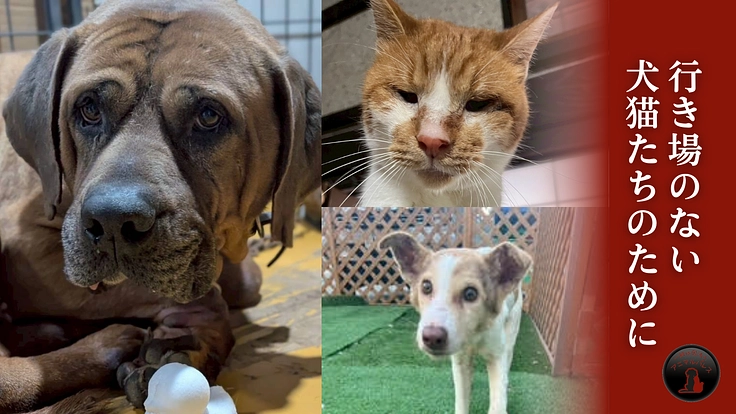 READYFOR(レディーフォー) tweet media