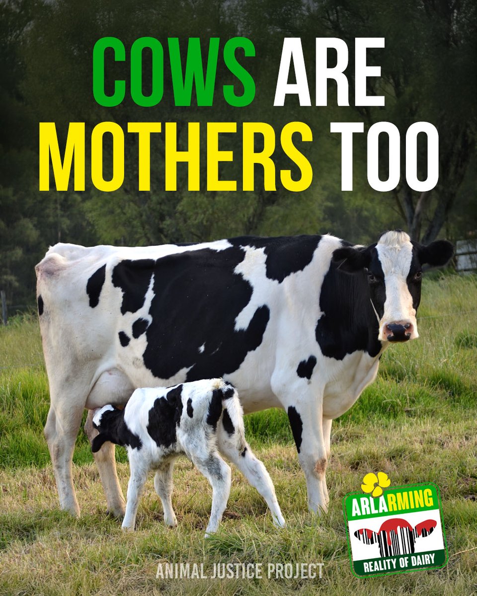 AnimalJusticeProject tweet media