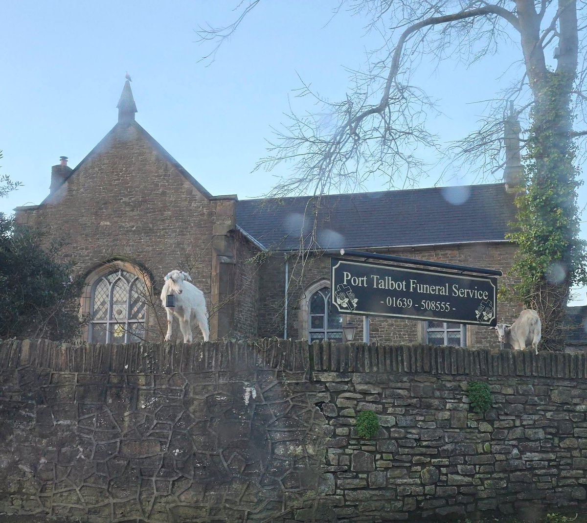 Lorena Knobchopper🏴󠁧󠁢󠁷󠁬󠁳󠁿 tweet media