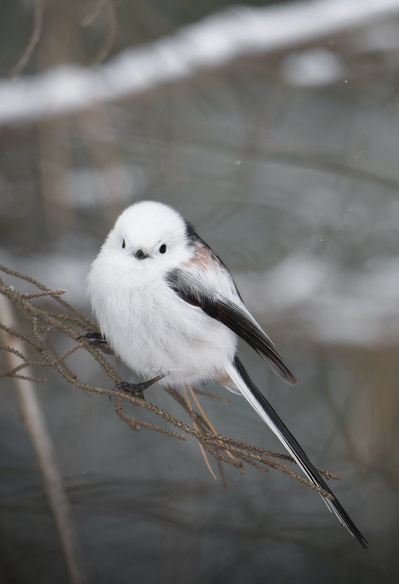 福禄财喜 tweet media