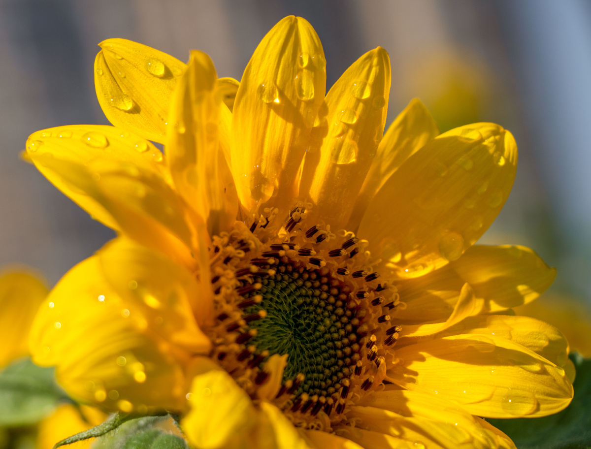 Wyokcff Anelyitos tweet media