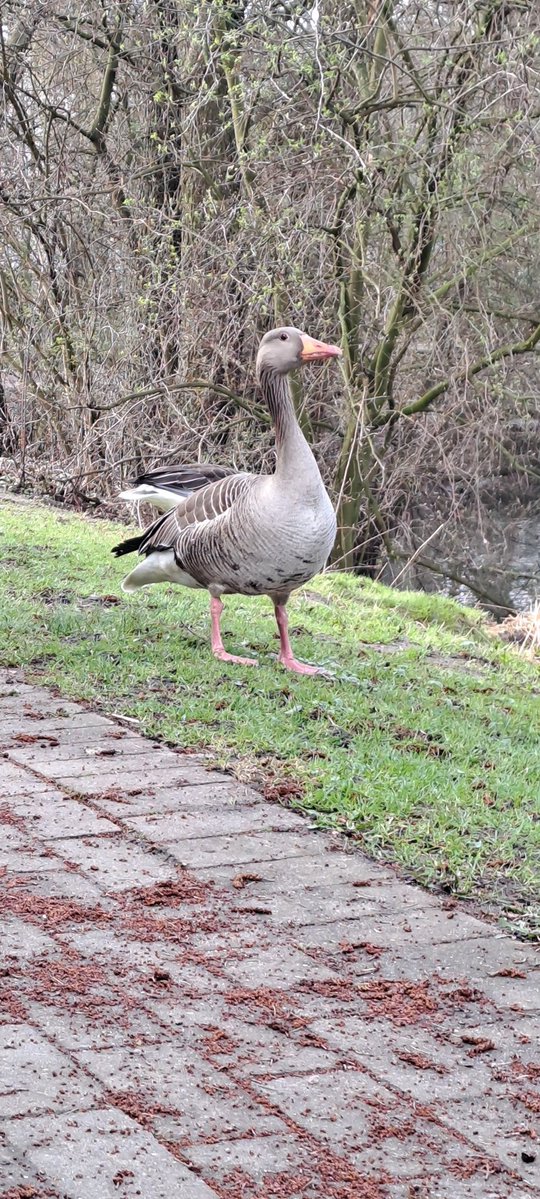 Sie wollen heute Salat essen, richtig?