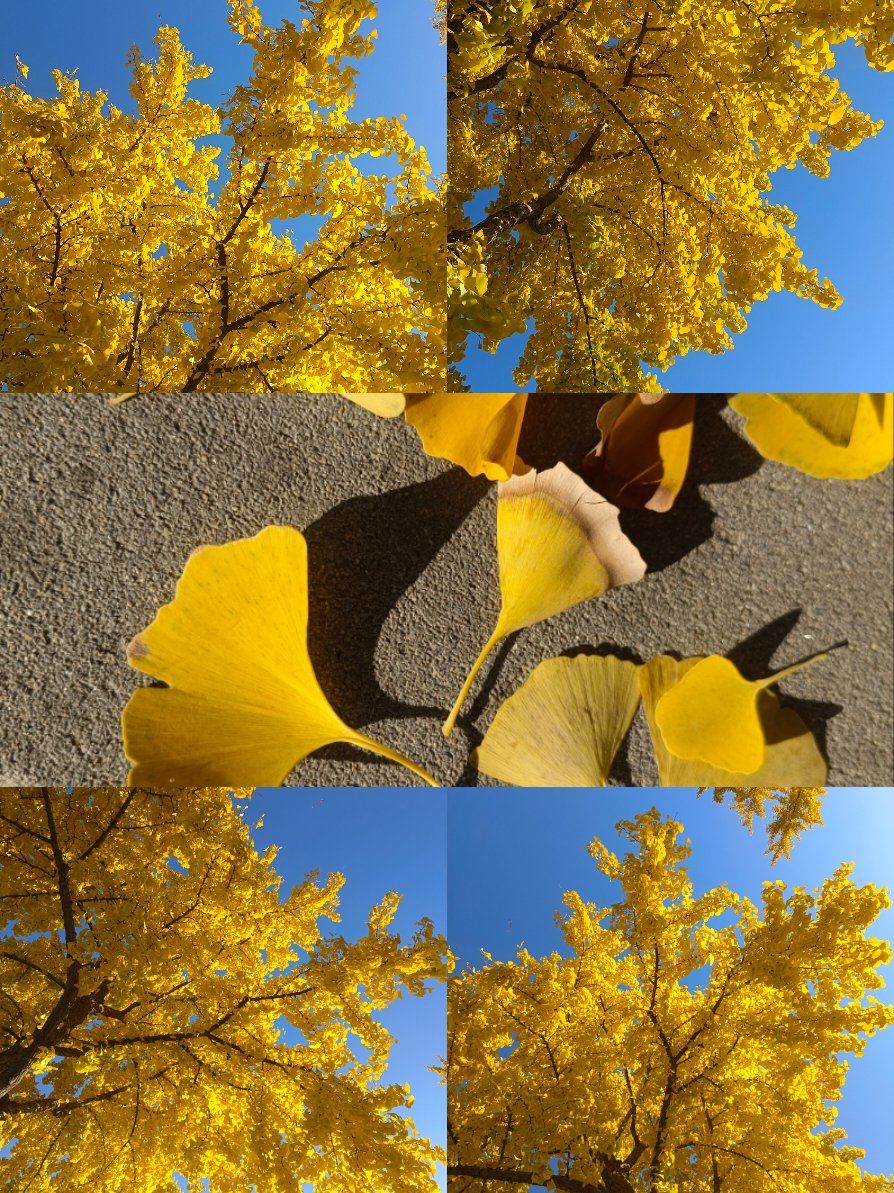 Jenelle10980's tweet photo. Autumn breeze, golden leaves, warm lattes—this is fall’s cozy charm. https://t.co/ISg5EkUxX5