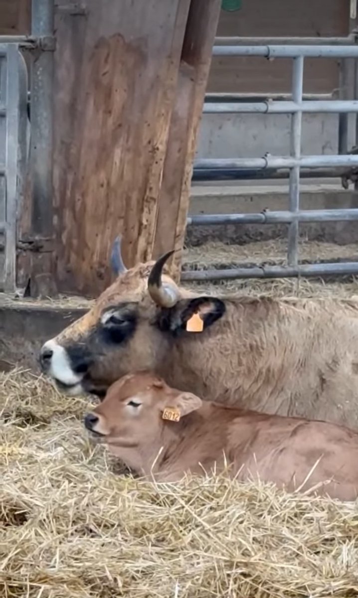 Abdurrahman Yalçın tweet media