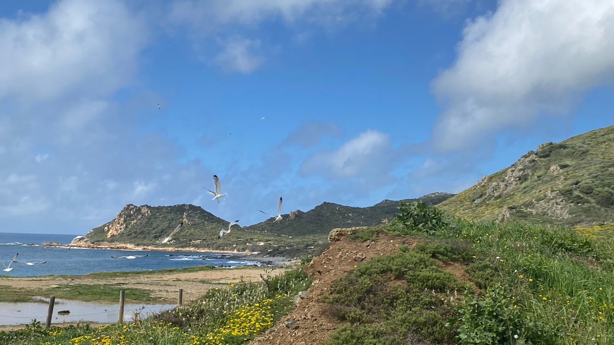 AjaccioTourisme's tweet photo. 🌊 #PhotoDuDimanche
Entre mer sauvage, reliefs préservés et ciel immense…
📍La Parata et les Îles Sanguinaires rappelle qu'Ajaccio est aussi une terre de nature et de liberté.
📍 #PaysDAjaccio #Corse #ajaccio #Nature https://t.co/rncrXJ3OUP
