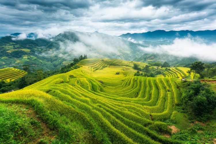 Geographical tweet media