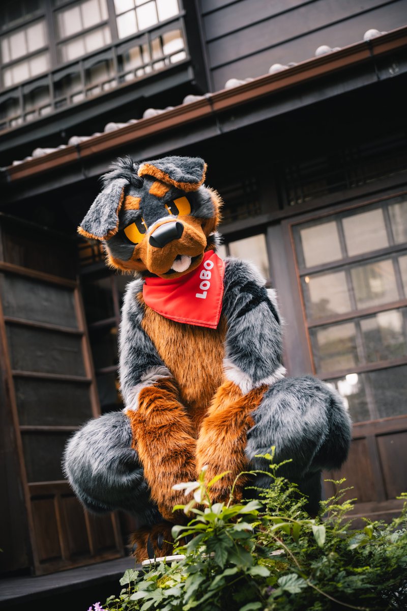 LOBO🐾 tweet media