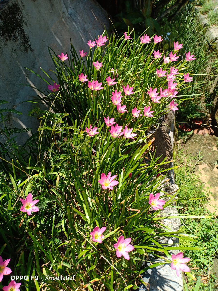 Roellatief tweet media