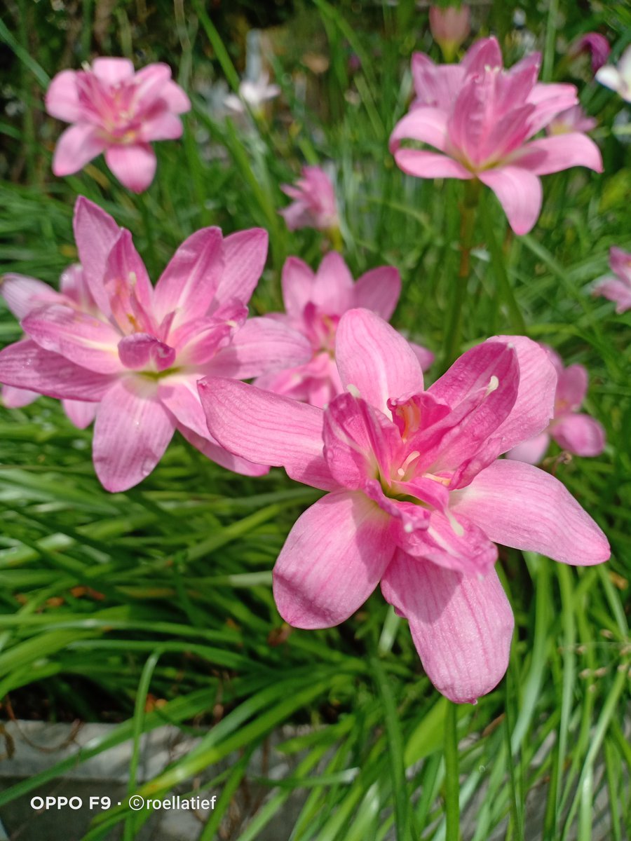 Roellatief tweet media