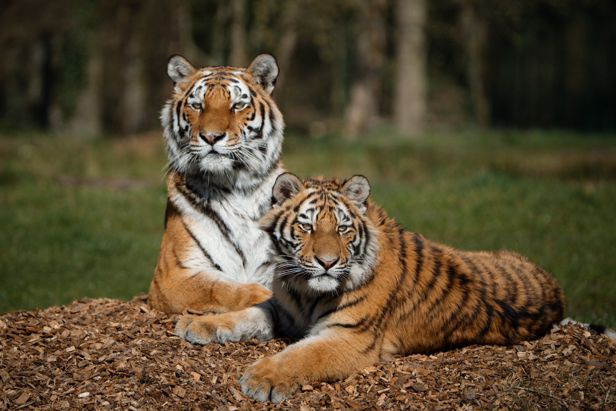 Longleat tweet media