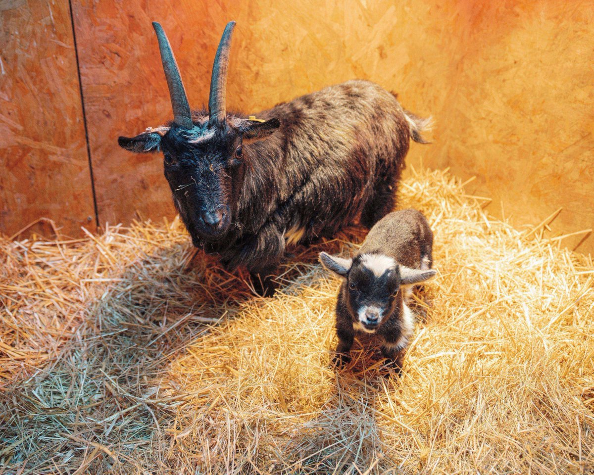 Longleat tweet media