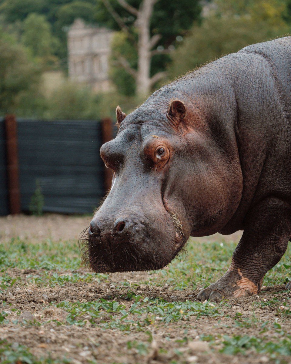 Longleat tweet media