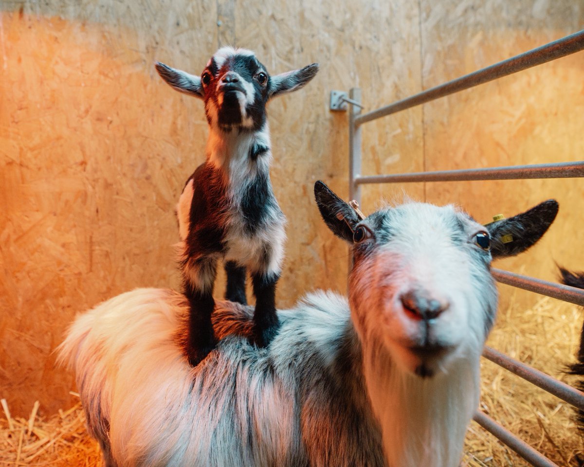 Longleat tweet media