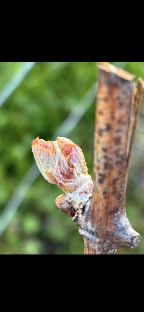 fabre jean marie tweet media