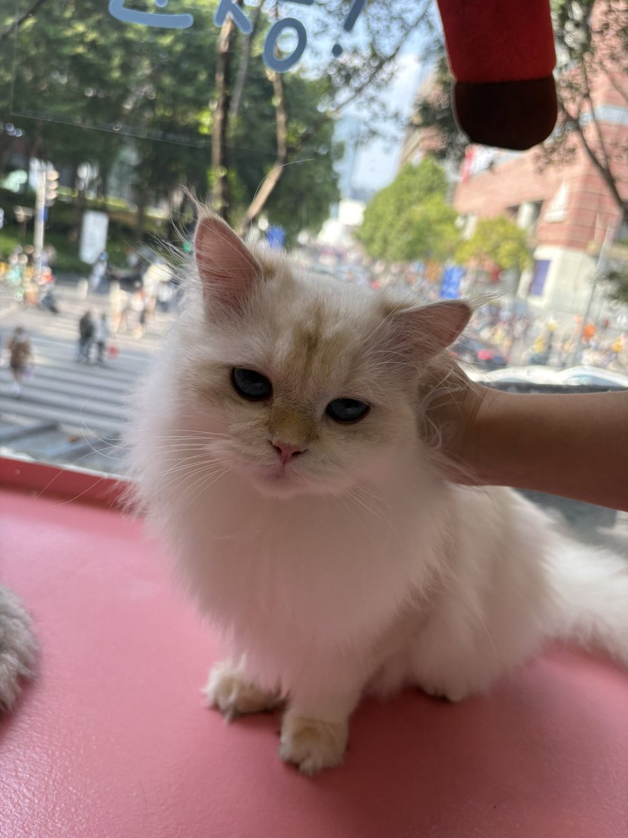 缺氧的鱼仔 tweet media