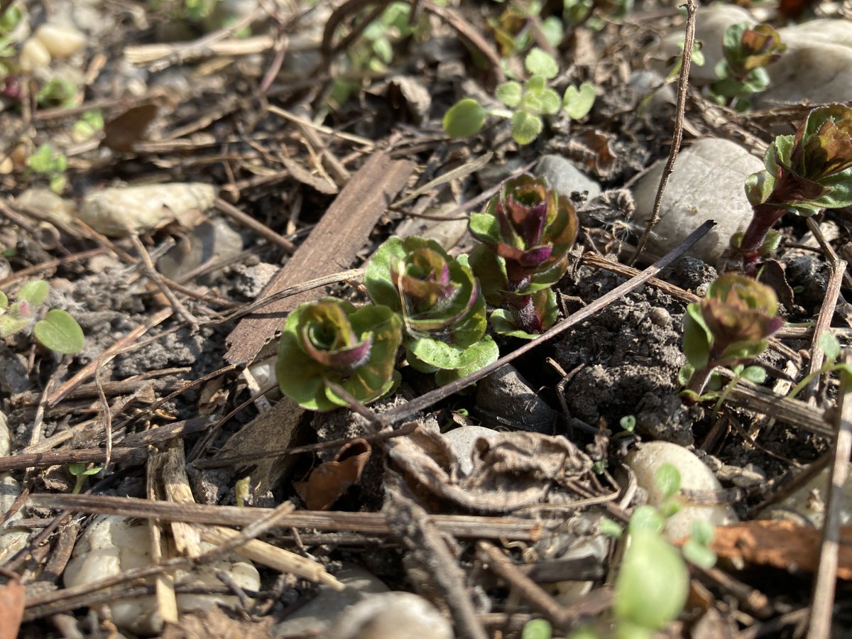 ks. Marek Lis ن tweet media