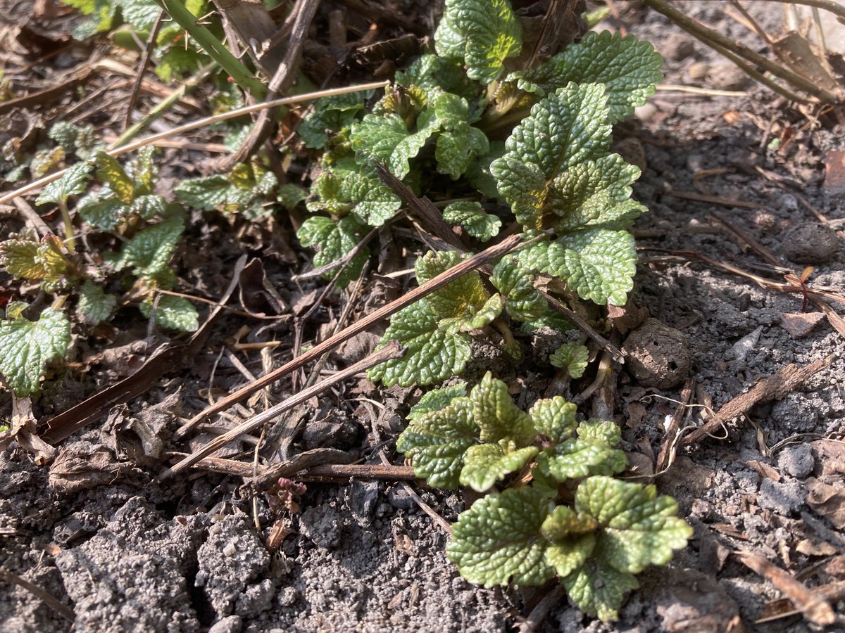 ks. Marek Lis ن tweet media