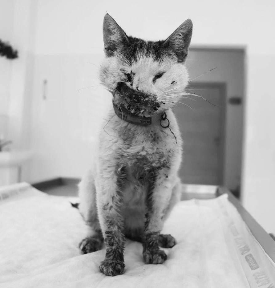 Mother Cat Rescue tweet media