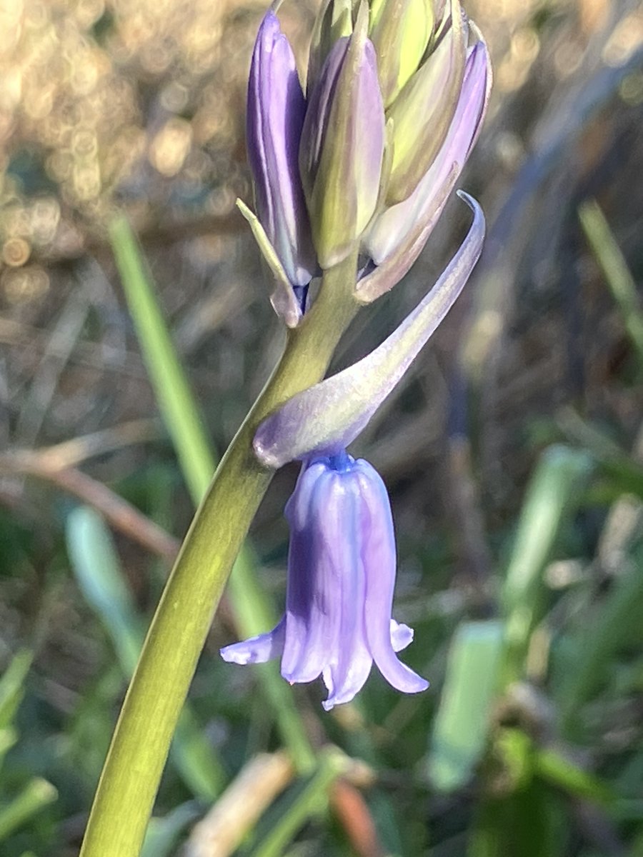 Friends of Richmond Park tweet media