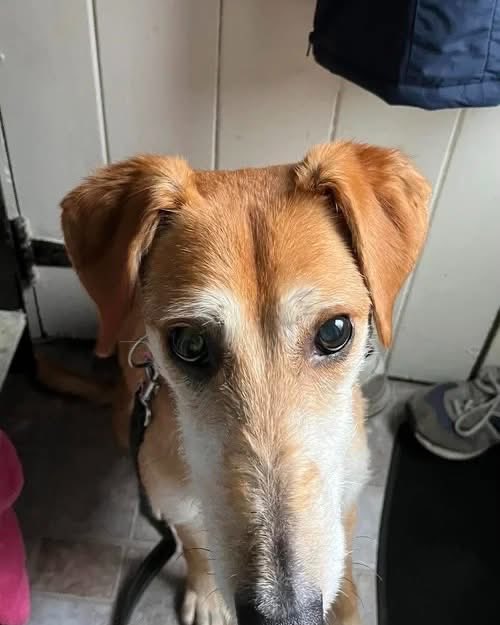 Lurcher SOS 🐾🐾 tweet media