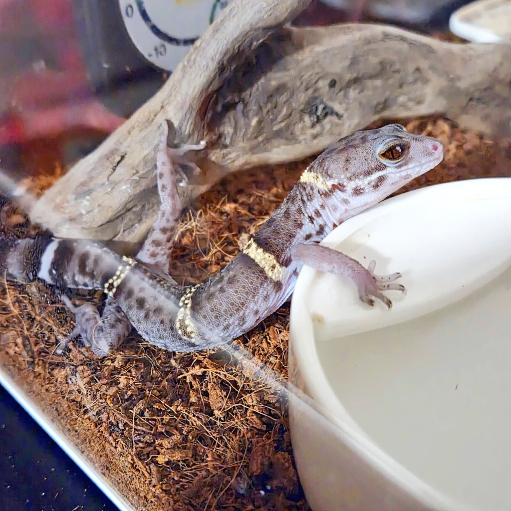 自由な男、ｶﾜﾖ