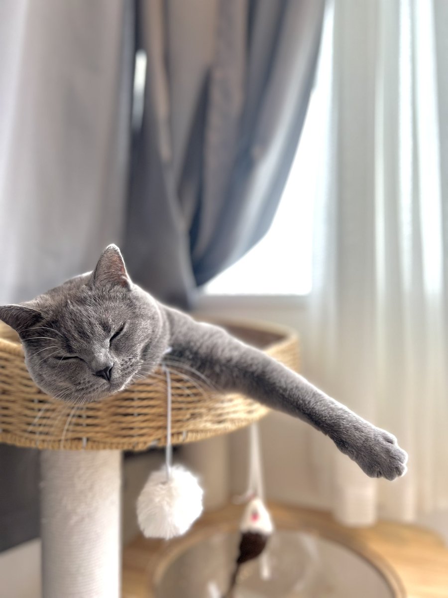SakuDaaa's tweet photo. おててながいながい寝
#ブリティッシュショートヘア
#猫
#換毛期 https://t.co/tN4gBtfao3