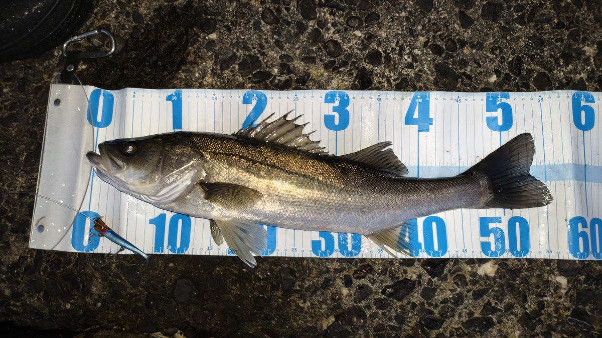 橘井茜@釣りする人 tweet media