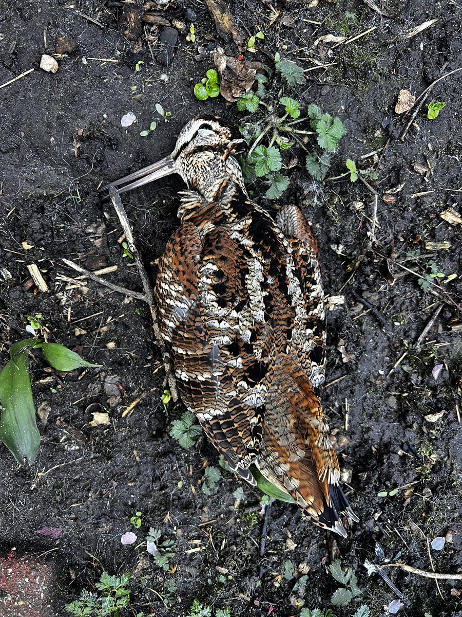 Frederique Spigt tweet media