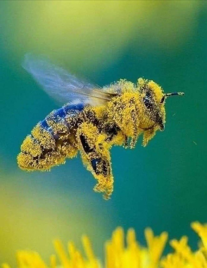 Bees are the quiet heartbeat of life on Earth. Respect!