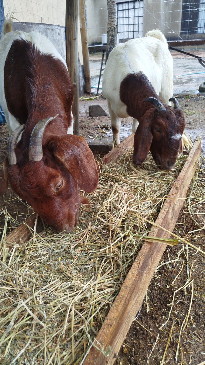 They are pregnant and look thin 
What can I do