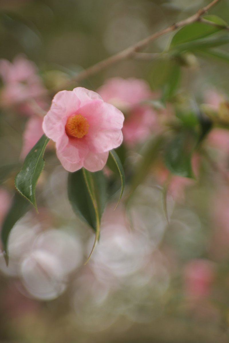 Rion72881190's tweet photo. 久しぶりにJupiter9 85mm f2を持ち出して散歩
椿がいい感じだったので撮りました
独特なボケ感が好きでたまに使いたくなります
#オールドレンズ #椿 #花の写真 #jupiter9 #写真散歩 https://t.co/t6qDARnDpm