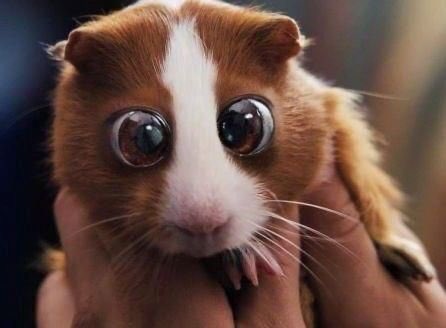 Frank The Alien tweet media