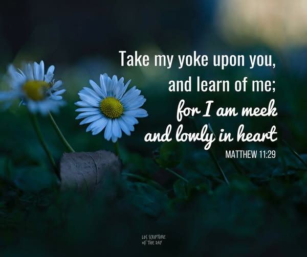 LyraKeltica tweet media